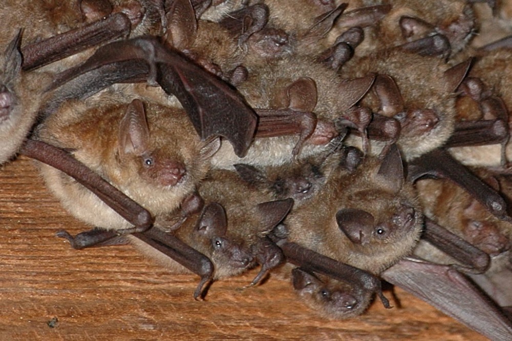 letní kolonie netopýra brvitého (Myotis emarginatus)