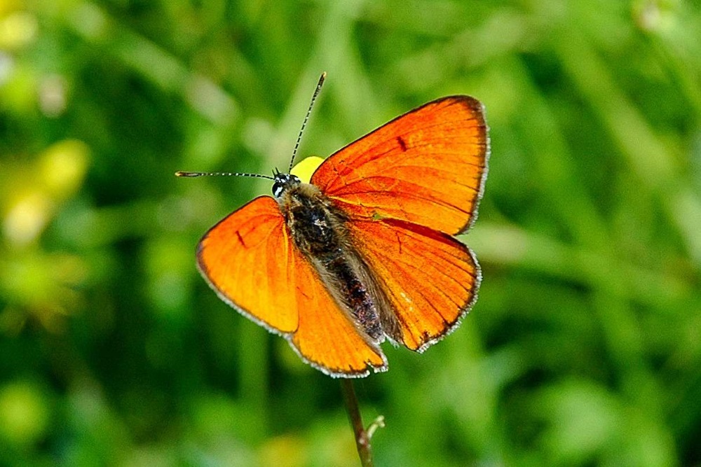 ohniváček černočárný (Lycaena dispar) - předmět ochrany EVL Litovelské Pomoraví