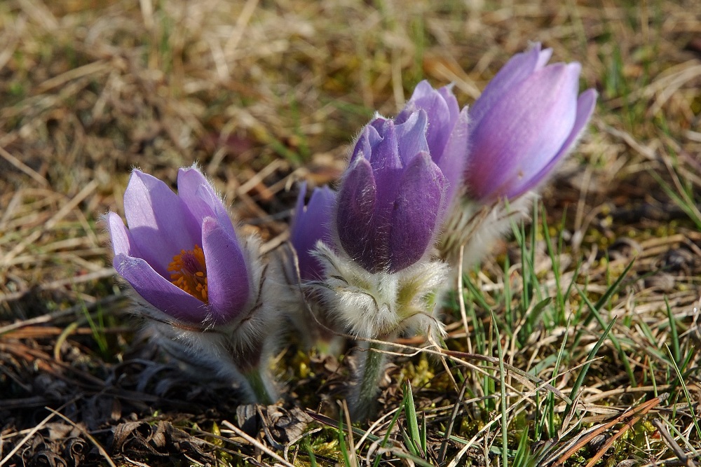 Koniklec velkokvětý (Pulsatilla grandis)