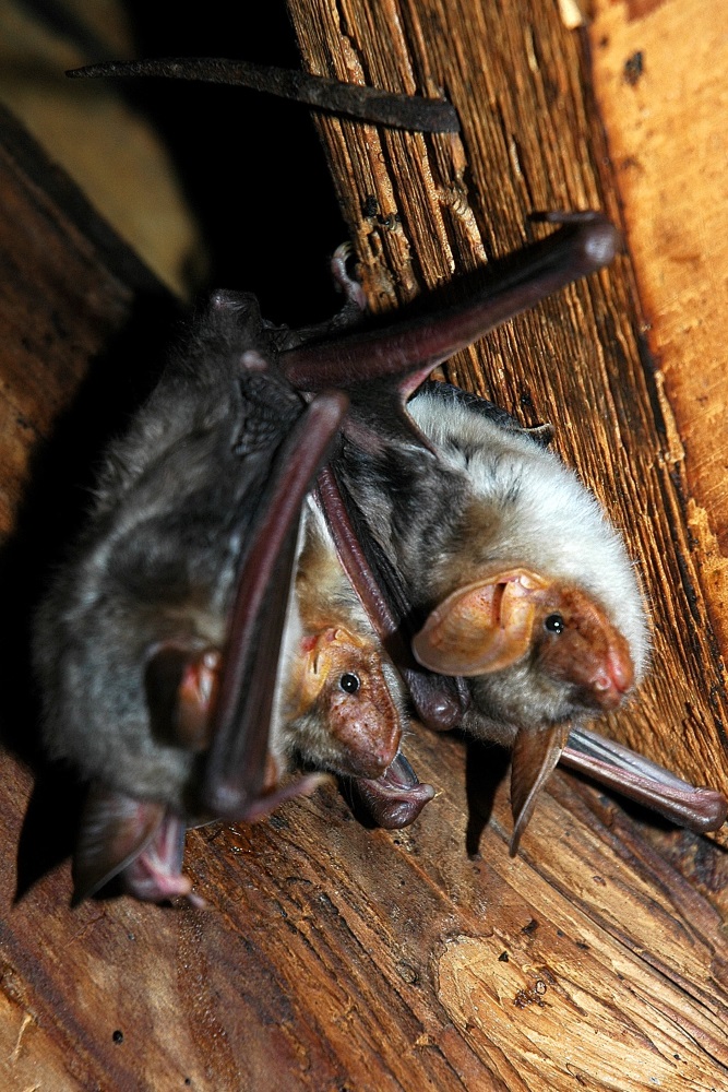 Netopýr velký (Myotis myotis)